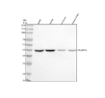 Western blot analysis of SHARPIN using anti-SHARPIN antibody. Lane 1: human whole cell lysates, Lane 2: human Jurkat whole cell lysates, Lane 3: rat brain tissue lysates, Lane 4: mouse brain tissue lysates. After electrophoresis, proteins were transferred to a nitrocellulose membrane at 150 mA for 50-90 minutes. Blocked the membrane with 5% non-fat milk/TBS for 1.5 hour at RT. The membrane was incubated with rabbit anti-SHARPIN antibody at 0.5 ug/ml overnight at 4oC, then washed with TBS-0.1%Tween 3 times with 5 minutes each and probed with a goat anti-rabbit IgG-HRP secondary antibody at a dilution of 1:5000 for 1.5 hour at RT. The signal was developed using enhanced chemiluminescent. A specific band was detected for SHARPIN at approximately 40 kDa. The expected molecular weight of SHARPIN is ~40 kDa.