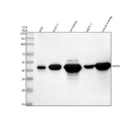 Western blot analysis of GATM using anti-GATM antibody. Lane 1: human AGS whole cell lysates, Lane 2: human HUH-7 whole cell lysates, Lane 3: rat kidney tissue lysates, Lane 4: rat HBZY-1 whole cell lysates, Lane 5: mouse kidney tissue lysates. After electrophoresis, proteins were transferred to a nitrocellulose membrane at 150 mA for 50-90 minutes. Blocked the membrane with 5% non-fat milk/TBS for 1.5 hour at RT. The membrane was incubated with rabbit anti-GATM antibody at 0.5 ug/ml overnight at 4oC, then washed with TBS-0.1%Tween 3 times with 5 minutes each and probed with a goat anti-rabbit IgG-HRP secondary antibody at a dilution of 1:5000 for 1.5 hour at RT. The signal was developed using enhanced chemiluminescent. A specific band was detected for GATM at approximately 48 kDa. The expected molecular weight of GATM is ~48 kDa.