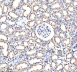 Immunohistochemical staining of GATM using anti-GATM antibody. GATM was detected in a paraffin-embedded section of rat kidney tissue. Heat mediated antigen retrieval was performed in EDTA buffer (pH 8.0, epitope retrieval solution). The tissue section was blocked with 10% goat serum. The tissue section was then incubated with 2 ug/ml rabbit anti-GATM antibody overnight at 4oC. Peroxidase Conjugated Goat Anti-rabbit IgG was used as secondary antibody and incubated for 30 minutes at 37oC. The tissue section was developed using an HRP secondary and DAB substrate.