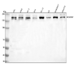 Western blot analysis of GANP/MCM3AP using anti-MCM3AP antibody. Lane 1: human HEL whole cell lysates, Lane 2: human K562 whole cell lysates, Lane 3: human PC-3 whole cell lysates, Lane 4: human RT4 whole cell lysates, Lane 5: rat PC-12 whole cell lysates, Lane 6: rat C6 whole cell lysates, Lane 7: mouse RAW264.7 whole cell lysates, Lane 8: mouse NIH/3T3 whole cell lysates. After electrophoresis, proteins were transferred to a nitrocellulose membrane at 150 mA for 50-90 minutes. Blocked the membrane with 5% non-fat milk/TBS for 1.5 hour at RT. The membrane was incubated with rabbit anti-MCM3AP antibody at 0.5 ug/ml overnight at 4oC, then washed with TBS-0.1%Tween 3 times with 5 minutes each and probed with a goat anti-rabbit IgG-HRP secondary antibody at a dilution of 1:5000 for 1.5 hour at RT. The signal was developed using enhanced chemiluminescent. A specific band was detected for GANP/MCM3AP at approximately 218 kDa. The expected molecular weight of GANP/MCM3AP is at 218 kDa.