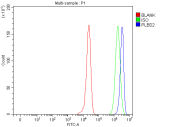 Flow cytometry analysis of fixed and permeabilized human HepG2 cells with PLBD2 antibody at 1ug/million cells (blocked with goat sera); Red=cells alone, Green=isotype control, Blue= PLBD2 antibody.
