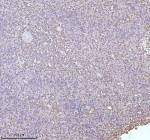 Immunohistochemical staining of PLBD2 using anti-PLBD2 antibody. PLBD2 was detected in a paraffin-embedded section of human spleen tissue. Heat mediated antigen retrieval was performed in EDTA buffer (pH 8.0, epitope retrieval solution). The tissue section was blocked with 10% goat serum. The tissue section was then incubated with 2 ug/ml rabbit anti-PLBD2 antibody overnight at 4oC. Peroxidase Conjugated Goat Anti-rabbit IgG was used as secondary antibody and incubated for 30 minutes at 37oC. The tissue section was developed using an HRP secondary and DAB substrate.