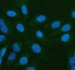 Immunofluorescent staining of PLBD2 using anti-PLBD2 antibody (green). PLBD2 was detected in an immunocytochemical section of U2OS cells. Enzyme antigen retrieval was performed using IHC enzyme antigen retrieval reagent for 15 mins. The cells were blocked with 10% goat serum. And then incubated with 5 ug/ml rabbit anti-PLBD2 antibody overnight at 4oC. DyLight 488 Conjugated Goat Anti-Rabbit IgG was used as secondary antibody at 1:500 dilution and incubated for 30 minutes at 37oC. The section was counterstained with DAPI nuclear stain (blue). Visualize using a fluorescence microscope and filter sets appropriate for the label used.