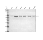 Western blot analysis of NR1D1 using anti-NR1D1 antibody. Electrophoresis was performed on a 10% SDS-PAGE gel at 80V (Stacking gel) / 120V (Resolving gel) for 2 hours. Lane 1: human whole cell lysates, Lane 2: human HepG2 whole cell lysates, Lane 3: human Jurkat whole cell lysates, Lane 4: human Hela whole cell lysates, Lane 5: rat RH-35 whole cell lysates, Lane 6: mouse NIH/3T3 whole cell lysates. After electrophoresis, proteins were transferred to a nitrocellulose membrane at 150 mA for 50-90 minutes. Blocked the membrane with 5% non-fat milk/TBS for 1.5 hour at RT. The membrane was incubated with rabbit anti-NR1D1 antibody at 1:1000 overnight at 4oC, then washed with TBS-0.1%Tween 3 times with 5 minutes each and probed with a goat anti-rabbit IgG-HRP secondary antibody at a dilution of 1:5000 for 1.5 hour at RT. The signal was developed using an ECL Plus Western Blotting Substrate. A specific band was detected for NR1D1 at approximately 67 kDa. The expected molecular weight of NR1D1 is ~67 kDa.
