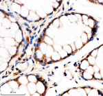 Immunohistochemical staining of NR1D1 using anti-NR1D1 antibody. NR1D1 was detected in a paraffin-embedded section of human colon tissue. Heat mediated antigen retrieval was performed in EDTA buffer (pH 8.0, epitope retrieval solution). The tissue section was blocked with 10% goat serum. The tissue section was then incubated with 2 ug/ml rabbit anti-NR1D1 antibody overnight at 4oC. Peroxidase Conjugated Goat Anti-rabbit IgG was used as secondary antibody and incubated for 30 minutes at 37oC. The tissue section was developed using an HRP secondary and DAB substrate.