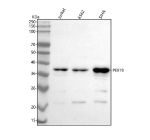 Western blot analysis of PEX19 using anti-PEX19 antibody. Lane 1: human Jurkat whole cell lysates, Lane 2: human K562 whole cell lysates, Lane 3: human SiHa whole cell lysates. After electrophoresis, proteins were transferred to a nitrocellulose membrane at 150 mA for 50-90 minutes. Blocked the membrane with 5% non-fat milk/TBS for 1.5 hour at RT. The membrane was incubated with rabbit anti-PEX19 antibody at 0.5 ug/ml overnight at 4oC, then washed with TBS-0.1%Tween 3 times with 5 minutes each and probed with a goat anti-rabbit IgG-HRP secondary antibody at a dilution of 1:5000 for 1.5 hour at RT. The signal was developed using enhanced chemiluminescent. A band is detected at ~38 kDa, running higher than the ~33 kDa prediction. The upward shift is consistent with known anomalous migration and PTMs (farnesylation and phosphorylation); faint lower bands represent minor proteolytic fragments.