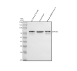Western blot analysis of LMOD3 using anti-LMOD3 antibody. Lane 1: rat skeletal muscle tissue lysates, Lane 2: mouse heart tissue lysates, Lane 3: mouse skeletal muscle tissue lysates. After electrophoresis, proteins were transferred to a nitrocellulose membrane at 150 mA for 50-90 minutes. Blocked the membrane with 5% non-fat milk/TBS for 1.5 hour at RT. The membrane was incubated with rabbit anti-LMOD3 antibody at 0.5 ug/ml overnight at 4oC, then washed with TBS-0.1%Tween 3 times with 5 minutes each and probed with a goat anti-rabbit IgG-HRP secondary antibody at a dilution of 1:5000 for 1.5 hour at RT. The signal was developed using enhanced chemiluminescent. A predominant band at ~75 kDa with a weaker band at ~69-70 kDa is detected in skeletal muscle and heart. The upward shift relative to the ~65 kDa prediction and the paired bands are consistent with phosphorylation-dependent mobility differences and the known slower SDS-PAGE migration of LMOD3 due to its low-complexity regions.