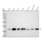 Western blot analysis of PPIH using anti-PPIH antibody. Electrophoresis was performed on a 12% SDS-PAGE gel at 80V (Stacking gel) / 120V (Resolving gel) for 2 hours. Lane 1: human U20S whole cell lysates, Lane 2: human K562 whole cell lysates, Lane 3: human PC-3 whole cell lysates, Lane 4: human HL-60 whole cell lysates, Lane 5: rat brain tissue lysates, Lane 6: mouse brain tissue lysates, Lane 7: mouse NIH/3T3 whole cell lysates. After electrophoresis, proteins were transferred to a nitrocellulose membrane at 150 mA for 50-90 minutes. Blocked the membrane with 5% non-fat milk/TBS for 1.5 hour at RT. The membrane was incubated with rabbit anti-PPIH antibody at 0.5 ug/ml overnight at 4oC, then washed with TBS-0.1%Tween 3 times with 5 minutes each and probed with a goat anti-rabbit IgG-HRP secondary antibody at a dilution of 1:5000 for 1.5 hour at RT. The signal was developed using an ECL Plus Western Blotting Substrate. A specific band was detected for PPIH at approximately 19 kDa. The expected molecular weight of PPIH is ~19 kDa.