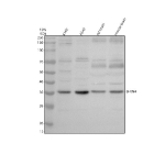 Western blot analysis of SFXN4 using anti-SFXN4 antibody. Electrophoresis was performed on a 10% SDS-PAGE gel at 80V (Stacking gel) / 120V (Resolving gel) for 2 hours. Lane 1: human K562 whole cell lysates, Lane 2: human whole cell lysates, Lane 3: rat brain tissue lysates, Lane 4: mouse brain tissue lysates. After electrophoresis, proteins were transferred to a nitrocellulose membrane at 150 mA for 50-90 minutes. Blocked the membrane with 5% non-fat milk/TBS for 1.5 hour at RT. The membrane was incubated with rabbit anti-SFXN4 antibody at 0.5 ug/ml overnight at 4oC, then washed with TBS-0.1%Tween 3 times with 5 minutes each and probed with a goat anti-rabbit IgG-HRP secondary antibody at a dilution of 1:5000 for 1.5 hour at RT. The signal was developed using an ECL Plus Western Blotting Substrate. A specific band was detected for SFXN4 at approximately 38 kDa. The expected molecular weight of SFXN4 is ~38 kDa.