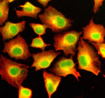 Immunofluorescent staining of SFXN4 using anti-SFXN4 antibody (green) and anti-Beta Tubulin antibody (red). SFXN4 was detected in an immunocytochemical section of cells. Enzyme antigen retrieval was performed using IHC enzyme antigen retrieval reagent for 15 mins. The cells were blocked with 10% goat serum. And then incubated with 5 ug/ml rabbit anti-SFXN4 antibody and mouse anti-Beta Tubulin antibody overnight at 4oC. DyLight 488 Conjugated Goat Anti-Rabbit IgG and Cy3 Conjugated Goat Anti-Mouse IgG were used as secondary antibody at 1:500 dilution and incubated for 30 minutes at 37oC. Visualize using a fluorescence microscope and filter sets appropriate for the label used.