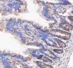Immunohistochemical staining of APH1A using anti-APH1A antibody. APH1A was detected in a paraffin-embedded section of mouse colon tissue. Heat mediated antigen retrieval was performed in EDTA buffer (pH 8.0, epitope retrieval solution). The tissue section was blocked with 10% goat serum. The tissue section was then incubated with 2 ug/ml rabbit anti-APH1A antibody overnight at 4oC. Peroxidase Conjugated Goat Anti-rabbit IgG was used as secondary antibody and incubated for 30 minutes at 37oC. The tissue section was developed using an HRP secondary and DAB substrate.