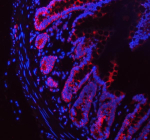 Immunofluorescent staining of APH1A using anti-APH1A antibody (red). APH1A was detected in a paraffin-embedded section of rat colon tissue. Heat mediated antigen retrieval was performed in EDTA buffer (pH 8.0, epitope retrieval solution). The tissue section was blocked with 10% goat serum. The tissue section was then incubated with 5 ug/ml rabbit anti-APH1A antibody overnight at 4oC. DyLight 550 Conjugated Donkey Anti-Rabbit IgG was used as secondary antibody at 1:500 dilution and incubated for 30 minutes at 37oC. The section was counterstained with DAPI nuclear stain (blue). Visualize using a fluorescence microscope and filter sets appropriate for the label used.