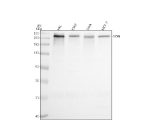 Western blot analysis of SON using anti-SON antibody. Electrophoresis was performed on a 8% SDS-PAGE gel at 80V (Stacking gel) / 120V (Resolving gel) for 2 hours. Lane 1: human HEL whole cell lysates, Lane 2: human K562 whole cell lysates, Lane 3: human SIHA whole cell lysates, Lane 4: human MCF-7 whole cell lysates. After electrophoresis, proteins were transferred to a nitrocellulose membrane at 150 mA for 50-90 minutes. Blocked the membrane with 5% non-fat milk/TBS for 1.5 hour at RT. The membrane was incubated with rabbit anti-SON antibody at 0.5 ug/ml overnight at 4oC, then washed with TBS-0.1%Tween 3 times with 5 minutes each and probed with a goat anti-rabbit IgG-HRP secondary antibody at a dilution of 1:5000 for 1.5 hour at RT. The signal was developed using an ECL Plus Western Blotting Substrate. A specific band was detected for SON at approximately 264 kDa. The expected molecular weight of SON is ~264 kDa.