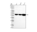 Western blot analysis of RHBG using anti-RHBG antibody. Lane 1: human RT4 whole cell lysates, Lane 2: human HepG2 whole cell lysates, Lane 3: human Caco-2 whole cell lysates. After electrophoresis, proteins were transferred to a nitrocellulose membrane at 150 mA for 50-90 minutes. Blocked the membrane with 5% non-fat milk/TBS for 1.5 hour at RT. The membrane was incubated with rabbit anti-RHBG antibody at 0.5 ug/ml overnight at 4oC, then washed with TBS-0.1%Tween 3 times with 5 minutes each and probed with a goat anti-rabbit IgG-HRP secondary antibody at a dilution of 1:5000 for 1.5 hour at RT. The signal was developed using enhanced chemiluminescent. A single band is detected at ~40-43 kDa, running below the ~49 kDa prediction. The lower apparent mass is consistent with signal-peptide processing and the known faster SDS-PAGE migration of multi-pass membrane RH family transporters.