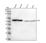 Western blot analysis of NKD1 using anti-NKD1 antibody. Lane 1: human HepG2 whole cell lysates, Lane 2: human SW620 whole cell lysates, Lane 3: human Caco-2 whole cell lysates, Lane 4: human U20S whole cell lysates. After electrophoresis, proteins were transferred to a nitrocellulose membrane at 150 mA for 50-90 minutes. Blocked the membrane with 5% non-fat milk/TBS for 1.5 hour at RT. The membrane was incubated with rabbit anti-NKD1 antibody at 0.5 ug/ml overnight at 4oC, then washed with TBS-0.1%Tween 3 times with 5 minutes each and probed with a goat anti-rabbit IgG-HRP secondary antibody at a dilution of 1:5000 for 1.5 hour at RT. The signal was developed using enhanced chemiluminescent. A specific band was detected for NKD1 at approximately 52 kDa. The expected molecular weight of NKD1 is ~52 kDa.
