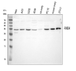 Western blot analysis of RAB34 using anti-RAB34 antibody. Lane 1: human Hela whole cell lysates, Lane 2: human whole cell lysates, Lane 3: human U2OS whole cell lysates, Lane 4: human whole cell lysates, Lane 5: rat ovary tissue lysates, Lane 6: rat PC-12 whole cell lysates, Lane 7: mouse ovary tissue lysates, Lane 8: mouse 3T3-L1 whole cell lysates. After electrophoresis, proteins were transferred to a nitrocellulose membrane at 150 mA for 50-90 minutes. Blocked the membrane with 5% non-fat milk/TBS for 1.5 hour at RT. The membrane was incubated with rabbit anti-RAB34 antibody at 0.5 ug/ml overnight at 4oC, then washed with TBS-0.1%Tween 3 times with 5 minutes each and probed with a goat anti-rabbit IgG-HRP secondary antibody at a dilution of 1:5000 for 1.5 hour at RT. The signal was developed using enhanced chemiluminescent. A single band is detected at ~34 kDa, running above the ~29 kDa prediction. The higher apparent MW is characteristic of lipid-modified Rab GTPases; C-terminal geranylgeranylation (+/- palmitoylation) alters SDSâPAGE mobility without large mass increase, yielding an observed size near 34 kDa.