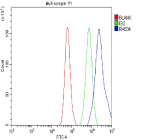 Flow Cytometry analysis of cells using anti-RAB34 antibody. Overlay histogram showing cells stained with (Blue line). To facilitate intracellular staining, cells were fixed with 4% paraformaldehyde and permeabilized with permeabilization buffer. The cells were blocked with 10% normal goat serum. And then incubated with rabbit anti-RAB34 antibody (1 ug/million cells) for 30 min at 20oC. DyLight 488 conjugated goat anti-rabbit IgG (5-10 ug/million cells) was used as secondary antibody for 30 minutes at 20oC. Isotype control antibody (Green line) was rabbit IgG (1 ug/million cells) used under the same conditions. Unlabelled sample without incubation with primary antibody and secondary antibody (Red line) was used as a blank control.