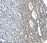 Immunohistochemical staining of GLUD1 using anti-GLUD1 antibody. GLUD1 was detected in a paraffin-embedded section of human spleen tissue. Heat mediated antigen retrieval was performed in EDTA buffer (pH 8.0, epitope retrieval solution). The tissue section was blocked with 10% goat serum. The tissue section was then incubated with 2 ug/ml rabbit anti-GLUD1 antibody overnight at 4oC. Peroxidase Conjugated Goat Anti-rabbit IgG was used as secondary antibody and incubated for 30 minutes at 37oC. The tissue section was developed using an HRP secondary and DAB substrate.