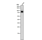 Western blot testing of human Jurkat cell lysate using the Pan-PKC antibody at 1:5000 dilution for 1 hour at room temperature.