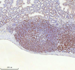 Immunohistochemical staining of Lat using anti-Lat antibody. Lat was detected in a paraffin-embedded section of rat intestinal lymph nodes tissue. Heat mediated antigen retrieval was performed in EDTA buffer (pH 8.0, epitope retrieval solution). The tissue section was blocked with 10% goat serum. The tissue section was then incubated with 2 ug/ml rabbit anti-Lat antibody overnight at 4oC. Peroxidase Conjugated Goat Anti-rabbit IgG was used as secondary antibody and incubated for 30 minutes at 37oC. The tissue section was developed using an HRP secondary and DAB substrate.
