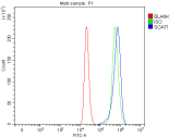 Flow cytometry analysis of fixed and permeabilized human ThP-1 cells with SOAT1 antibody at 1ug/million cells (blocked with goat sera); Red=cells alone, Green=isotype control, Blue= SOAT1 antibody.