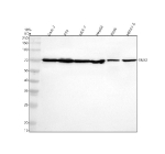 Western blot analysis of SNX2 using anti-SNX2 antibody. Electrophoresis was performed on a 10% SDS-PAGE gel at 80V (Stacking gel) / 120V (Resolving gel) for 2 hours. Lane 1: human Caco-2 whole cell lysates, Lane 2: human RT4 whole cell lysates, Lane 3: human MCF-7 whole cell lysates, Lane 4: human HepG2 whole cell lysates, Lane 5: rat RH35 whole cell lysates, Lane 6: mouse HEPA1-6 whole cell lysates. After electrophoresis, proteins were transferred to a nitrocellulose membrane at 150 mA for 50-90 minutes. Blocked the membrane with 5% non-fat milk/TBS for 1.5 hour at RT. The membrane was incubated with rabbit anti-SNX2 antibody at 0.5 ug/ml overnight at 4oC, then washed with TBS-0.1%Tween 3 times with 5 minutes each and probed with a goat anti-rabbit IgG-HRP secondary antibody at a dilution of 1:5000 for 1.5 hour at RT. The signal was developed using an ECL Plus Western Blotting Substrate. Although the theoretical mass is ~58 kDa, endogenous SNX2 typically migrates at ~66-70 kDa on SDS-PAGE due to phosphorylation and the anomalous mobility of BAR-domain proteins.