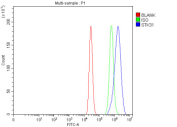 Flow Cytometry analysis of MCF-7 cells using anti-STK31 antibody. Overlay histogram showing MCF-7 cells stained with (Blue line). To facilitate intracellular staining, cells were fixed with 4% paraformaldehyde and permeabilized with permeabilization buffer. The cells were blocked with 10% normal goat serum. And then incubated with rabbit anti-STK31 antibody (1 ug/million cells) for 30 min at 20oC. DyLight 488 conjugated goat anti-rabbit IgG (5-10 ug/million cells) was used as secondary antibody for 30 minutes at 20oC. Isotype control antibody (Green line) was rabbit IgG (1 ug/million cells) used under the same conditions. Unlabelled sample (Red line) was also used as a control.