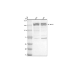 Western blot analysis of MTMR3 using anti-MTMR3 antibody. Electrophoresis was performed on a 8% SDS-PAGE gel at 80V (Stacking gel) / 120V (Resolving gel) for 2 hours. Lane 1: human RT4 whole cell lysates, Lane 2: human HEL whole cell lysates. After electrophoresis, proteins were transferred to a nitrocellulose membrane at 150 mA for 50-90 minutes. Blocked the membrane with 5% non-fat milk/TBS for 1.5 hour at RT. The membrane was incubated with rabbit anti-MTMR3 antibody at 0.5 ug/ml overnight at 4oC, then washed with TBS-0.1%Tween 3 times with 5 minutes each and probed with a goat anti-rabbit IgG-HRP secondary antibody at a dilution of 1:5000 for 1.5 hour at RT. The signal was developed using an ECL Plus Western Blotting Substrate. Western blot of MTMR3 shows a predominant doublet at ~150-160 kDa. The higher-than-predicted migration and split band are consistent with multi-site phosphorylation of MTMR3, which produces slower-migrating, hyperphosphorylated species on SDS-PAGE.