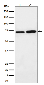Western blot analysis of PREPL expression in (1) human MCF7 cell lysate; (2) rat C6 cell lysate using PREPL antibody. Predicted molecular weight: 74-84 kDa (multiple isoforms).