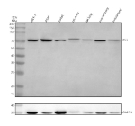Western blot analysis of RYK using anti-RYK antibody. Electrophoresis was performed on a 10% SDS-PAGE gel at 80V (Stacking gel) / 120V (Resolving gel) for 2 hours. Lane 1: human MCF-7 whole cell lysates, Lane 2: human whole cell lysates, Lane 3: human Jurkat whole cell lysates, Lane 4: rat ovary tissue lysates, Lane 5: rat lung tissue lysates, Lane 6: mouse ovary tissue lysates, Lane 7: mouse lung tissue lysates. After electrophoresis, proteins were transferred to a nitrocellulose membrane at 150 mA for 50-90 minutes. Blocked the membrane with 5% non-fat milk/TBS for 1.5 hour at RT. The membrane was incubated with rabbit anti-RYK antibody at 0.5 ug/ml overnight at 4oC, then washed with TBS-0.1%Tween 3 times with 5 minutes each and probed with a goat anti-rabbit IgG-HRP secondary antibody at a dilution of 1:5000 for 1.5 hour at RT. The signal was developed using an ECL Plus Western Blotting Substrate. The expected molecular weight of RYK is ~68 kDa.