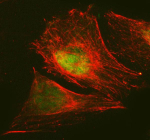 Immunofluorescent staining of RANBP3 using anti-RANBP3 antibody and anti-Tubulin Alpha antibody. RANBP3 was detected in immunocytochemical section of U2OS cell. Enzyme antigen retrieval was performed using IHC enzyme antigen retrieval reagent for 15 mins. The cells were blocked with 10% goat serum. And then incubated with 5 ug/ml rabbit anti-RANBP3 antibody and mouse anti-Tubulin Alpha antibody overnight at 4oC. DyLight 488 Conjugated Goat Anti-Rabbit IgG and Cy3 Conjugated Goat Anti-Mouse IgG were used as secondary antibody at 1:500 dilution and incubated for 30 minutes at 37oC. The section was counterstained with DAPI nuclear stain (blue). Visualize using a fluorescence microscope and filter sets appropriate for the label used.
