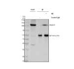 Immunoprecipitating SFMBT2 in Jurkat whole cell lysate. Western blot analysis of SFMBT2 using anti-SFMBT2 antibody. Lane 1: Jurkat whole cell lysates (30ug), Lane 2: Rabbit control IgG instead of anti-SFMBT2 antibody in Jurkat whole cell lysate, Lane 3: anti-SFMBT2 antibody (2ug) + Jurkat whole cell lysate (500ug). After electrophoresis, proteins were transferred to a membrane. Then the membrane was incubated with rabbit anti-SFMBT2 antibody at a dilution of 0.5 ug/ml and probed with a goat anti-rabbit IgG-HRP secondary antibody. The signal is developed using ECL Plus Western Blotting Substrate. A specific band was detected for SFMBT2 at approximately 101 kDa. The expected molecular weight of SFMBT2 is at 101 kDa.