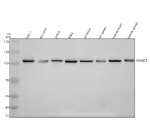 Western blot analysis of SFMBT2 using anti-SFMBT2 antibody. Electrophoresis was performed on a 8% SDS-PAGE gel at 80V (Stacking gel) / 120V (Resolving gel) for 2 hours. Lane 1: human THP-1 whole cell lysates, Lane 2: human SH-SY5Y whole cell lysates, Lane 3: human Jurkat whole cell lysates, Lane 4: human K562 whole cell lysates, Lane 5: rat brain tissue lysates, Lane 6: rat spleen tissue lysates, Lane 7: mouse brain tissue lysates, Lane 8: mouse spleen tissue lysates. After electrophoresis, proteins were transferred to a nitrocellulose membrane at 150 mA for 50-90 minutes. Blocked the membrane with 5% non-fat milk/TBS for 1.5 hour at RT. The membrane was incubated with rabbit anti-SFMBT2 antibody at 0.5 ug/ml overnight at 4oC, then washed with TBS-0.1%Tween 3 times with 5 minutes each and probed with a goat anti-rabbit IgG-HRP secondary antibody at a dilution of 1:5000 for 1.5 hour at RT. The signal was developed using an ECL Plus Western Blotting Substrate. A specific band was detected for SFMBT2 at approximately 101 kDa. The expected molecular weight of SFMBT2 is ~101 kDa.