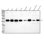Western blot analysis of IDNK using anti-IDNK antibody. Lane 1: human Hela whole cell lysates, Lane 2: human 293T whole cell lysates, Lane 3: human MCF-7 whole cell lysates, Lane 4: human Jurkat whole cell lysates, Lane 5: rat kisney tissue lysates, Lane 6: rat testis tissue lysates, Lane 7: mouse kidney tissue lysates, Lane 8: mouse testis tissue lysates. After electrophoresis, proteins were transferred to a nitrocellulose membrane at 150 mA for 50-90 minutes. Blocked the membrane with 5% non-fat milk/TBS for 1.5 hour at RT. The membrane was incubated with rabbit anti-IDNK antibody at 0.25 ug/ml overnight at 4oC, then washed with TBS-0.1%Tween 3 times with 5 minutes each and probed with a goat anti-rabbit IgG-HRP secondary antibody at a dilution of 1:5000 for 1.5 hour at RT. The signal was developed using enhanced chemiluminescent. A specific band was detected for IDNK at approximately 21 kDa. The expected molecular weight of IDNK is ~21 kDa.