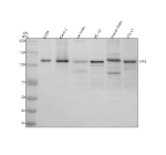Western blot analysis of SIK2 using anti-SIK2 antibody. Electrophoresis was performed on a 8% SDS-PAGE gel at 80V (Stacking gel) / 120V (Resolving gel) for 2 hours. Lane 1: human U2OS whole cell lysates, Lane 2: human Caco-2 whole cell lysates, Lane 3: rat brain tissue lysates, Lane 4: rat PC-12 whole cell lysates, Lane 5: mouse brain tissue lysates, Lane 6: mouse 3T3-L1 whole cell lysates. After electrophoresis, proteins were transferred to a nitrocellulose membrane at 150 mA for 50-90 minutes. Blocked the membrane with 5% non-fat milk/TBS for 1.5 hour at RT. The membrane was incubated with rabbit anti-SIK2 antibody at 0.5 ug/ml overnight at 4oC, then washed with TBS-0.1%Tween 3 times with 5 minutes each and probed with a goat anti-rabbit IgG-HRP secondary antibody at a dilution of 1:5000 for 1.5 hour at RT. The signal was developed using an ECL Plus Western Blotting Substrate. A predominant band is detected at ~120 kDa, higher than the ~104 kDa prediction. The slower migration is consistent with multi-site phosphorylation of SIK2 (including LKB1-dependent activation and PKA sites), which produces an apparent mass of ~115-125 kDa on SDS-PAGE.
