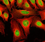 Immunofluorescent staining of SIK2 using anti-SIK2 antibody (green) and anti-Beta Tubulin antibody (red). SIK2 was detected in an immunocytochemical section of U2OS cells. Enzyme antigen retrieval was performed using IHC enzyme antigen retrieval reagent for 15 mins. The cells were blocked with 10% goat serum. And then incubated with 5 ug/ml rabbit anti-SIK2 antibody and mouse anti-Beta Tubulin antibody overnight at 4oC. DyLight 488 Conjugated Goat Anti-Rabbit IgG and Cy3 Conjugated Goat Anti-Mouse IgG were used as secondary antibody at 1:500 dilution and incubated for 30 minutes at 37oC. Visualize using a fluorescence microscope and filter sets appropriate for the label used.