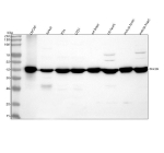 Western blot analysis of IDH3B using anti-IDH3B antibody. Lane 1: human LANAP whole cell lysates, Lane 2: human Jurkat whole cell lysates, Lane 3: human RT4 whole cell lysates, Lane 4: human U251 whole cell lysates, Lane 5: rat brain tissue lysates, Lane 6: rat heart tissue lysates, Lane 7: mouse brain tissue lysates, Lane 8: mouse heart tissue lysates. After electrophoresis, proteins were transferred to a nitrocellulose membrane at 150 mA for 50-90 minutes. Blocked the membrane with 5% non-fat milk/TBS for 1.5 hour at RT. The membrane was incubated with rabbit anti-IDH3B antibody at 0.25 ug/ml overnight at 4oC, then washed with TBS-0.1%Tween 3 times with 5 minutes each and probed with a goat anti-rabbit IgG-HRP secondary antibody at a dilution of 1:5000 for 1.5 hour at RT. The signal was developed using enhanced chemiluminescent. A specific band was detected for IDH3B at approximately 42 kDa. The expected molecular weight of IDH3B is ~42 kDa.