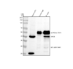Immunoprecipitating IDH3B in U251 whole cell lysate. Western blot analysis of IDH3B using anti-IDH3B antibody. Lane 1: U251 whole cell lysates (30ug) Lane 2: Rabbit control IgG instead of anti-IDH3B antibody in U251 whole cell lysate. Lane 3: anti-IDH3B antibody (2ug) + U251 whole cell lysate (500ug) After electrophoresis, proteins were transferred to a membrane. Then the membrane was incubated with rabbit anti-IDH3B antibody at a dilution of 0.5 ug/ml and probed with a goat anti-rabbit IgG-HRP secondary antibody. The signal is developed using ECL Plus Western Blotting Substrate. A specific band was detected for IDH3B at approximately 42 kDa. The expected molecular weight of IDH3B is at 42 kDa.