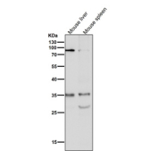 Western blot testing of mouse samples lysate using the Phospho-Nucleophosmin (Ser125) antibody at 1:3000 dilution for 1 hour at room temperature. A predominant band is observed at ~35 kDa, consistent with phosphorylated NPM1 migrating slightly above its predicted 33 kDa. An additional ~26 kDa species is detected, consistent with a Ser125-containing proteolytic fragment of NPM1 that appears in some cell lysates.