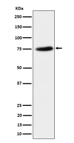 Western blot analysis of PPM1G expression in HeLa cell lysate. Predicted molecular weight ~59 kDa, commonly observed at 59-75 kDa.