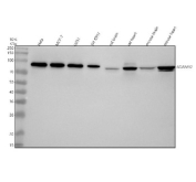 Western blot analysis of ADAM12 using anti-ADAM12 antibody. Electrophoresis was performed on a 10% SDS-PAGE gel at 80V (Stacking gel) / 120V (Resolving gel) for 2 hours. Lane 1: human Hela whole cell lysates, Lane 2: human MCF-7 whole cell lysates, Lane 3: human U251 whole cell lysates, Lane 4: human SH-SY5Y whole cell lysates, Lane 5: rat brain tissue lysates, Lane 6: rat heart tissue lysates, Lane 7: mouse brain tissue lysates, Lane 8: mouse heart tissue lysates. After electrophoresis, proteins were transferred to a nitrocellulose membrane at 150 mA for 50-90 minutes. Blocked the membrane with 5% non-fat milk/TBS for 1.5 hour at RT. The membrane was incubated with rabbit anti-ADAM12 antibody at 0.5 ug/ml overnight at 4oC, then washed with TBS-0.1%Tween 3 times with 5 minutes each and probed with a goat anti-rabbit IgG-HRP secondary antibody at a dilution of 1:5000 for 1.5 hour at RT. The signal was developed using an ECL Plus Western Blotting Substrate. Expected molecular weight: 75-80 kDa (ADAM12-S) and 95-100 kDa (ADAM12-L).