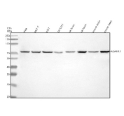 Western blot analysis of ADAM12 using anti-ADAM12 antibody. Electrophoresis was performed on a 10% SDS-PAGE gel at 80V (Stacking gel) / 120V (Resolving gel) for 2 hours. Lane 1: human Hela whole cell lysates, Lane 2: human MCF-7 whole cell lysates, Lane 3: human U251 whole cell lysates, Lane 4: human SH-SY5Y whole cell lysates, Lane 5: rat brain tissue lysates, Lane 6: rat heart tissue lysates, Lane 7: mouse brain tissue lysates, Lane 8: mouse heart tissue lysates. After electrophoresis, proteins were transferred to a nitrocellulose membrane at 150 mA for 50-90 minutes. Blocked the membrane with 5% non-fat milk/TBS for 1.5 hour at RT. The membrane was incubated with rabbit anti-ADAM12 antibody at 1:1000 overnight at 4oC, then washed with TBS-0.1%Tween 3 times with 5 minutes each and probed with a goat anti-rabbit IgG-HRP secondary antibody at a dilution of 1:5000 for 1.5 hour at RT. The signal was developed using an ECL Plus Western Blotting Substrate. A specific band was detected for ADAM12 at approximately 75 kDa. The expected molecular weight of ADAM12 is ~100 kDa. A single band is observed at ~75 kDa, consistent with the short cytosolic isoform (ADAM12-S). The higher molecular weight membrane-bound form (ADAM12-L, ~99 kDa) was not detected under these extraction conditions, likely due to limited solubilization of the transmembrane protein.