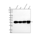 Western blot analysis of NSL1 using anti-NSL1 antibody. Lane 1: rat thymus tissue lysates, Lane 2: rat RH-35 whole cell lysates, Lane 3: mouse thymus tissue lysates, Lane 4: mouse NIH/3T3 whole cell lysates. After electrophoresis, proteins were transferred to a nitrocellulose membrane at 150 mA for 50-90 minutes. Blocked the membrane with 5% non-fat milk/TBS for 1.5 hour at RT. The membrane was incubated with rabbit anti-NSL1 antibody at 0.5 ug/ml overnight at 4oC, then washed with TBS-0.1%Tween 3 times with 5 minutes each and probed with a goat anti-rabbit IgG-HRP secondary antibody at a dilution of 1:5000 for 1.5 hour at RT. The signal was developed using enhanced chemiluminescent. A dominant band is detected at ~36 kDa, matching the apparent migration reported for NSL1 on SDS-PAGE (predicted ~32 kDa from its 281-aa sequence). A weaker lower band in mouse (and possibly rat) near the low-30-kDa region may represent limited proteolysis or a minor transcript variant.