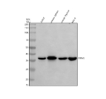 Western blot analysis of TMEM173/STING using anti-STING1 antibody. Electrophoresis was performed on a 10% SDS-PAGE gel at 80V (Stacking gel) / 120V (Resolving gel) for 2 hours. Lane 1: human Jurkat whole cell lysates, Lane 2: mouse spleen tissue lysates, Lane 3: mouse thymus tissue lysates, Lane 4: mouse MH-S whole cell lysates. After electrophoresis, proteins were transferred to a nitrocellulose membrane at 150 mA for 50-90 minutes. Blocked the membrane with 5% non-fat milk/TBS for 1.5 hour at RT. The membrane was incubated with rabbit anti-STING1 antibody at 0.5 ug/ml overnight at 4oC, then washed with TBS-0.1%Tween 3 times with 5 minutes each and probed with a goat anti-rabbit IgG-HRP secondary antibody at a dilution of 1:5000 for 1.5 hour at RT. The signal was developed using an ECL Plus Western Blotting Substrate. A prominent band is detected at approximately 37 kDa, slightly below the predicted molecular weight of 42 kDa. This migration pattern is consistent with published reports showing that the transmembrane nature of STING1 leads to faster electrophoretic mobility on SDS-PAGE.