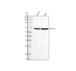 Western blot analysis of PIP5K1A using anti-PIP5K1A antibody. Electrophoresis was performed on a 10% SDS-PAGE gel at 80V (Stacking gel) / 120V (Resolving gel) for 2 hours. Lane 1: human HepG2 whole cell lysates, Lane 2: human Hela whole cell lysates. After electrophoresis, proteins were transferred to a nitrocellulose membrane at 150 mA for 50-90 minutes. Blocked the membrane with 5% non-fat milk/TBS for 1.5 hour at RT. The membrane was incubated with rabbit anti-PIP5K1A antibody at 0.5 ug/ml overnight at 4oC, then washed with TBS-0.1%Tween 3 times with 5 minutes each and probed with a goat anti-rabbit IgG-HRP secondary antibody at a dilution of 1:5000 for 1.5 hour at RT. The signal was developed using an ECL Plus Western Blotting Substrate. A single, strong band is observed just below the 70 kDa marker, slightly above the predicted molecular weight of ~63 kDa for PIP5K1A (phosphatidylinositol-4-phosphate 5-kinase type I alpha). The higher apparent migration is consistent with previous studies reporting that PIP5K1A commonly runs at ~68-70 kDa on SDS-PAGE due to its acidic composition and post-translational regulation. In parallel immunoprecipitation experiments, this antibody detects a 75-80 kDa doublet, which likely corresponds to post-translationally modified forms of PIP5K1A. Specifically, phosphorylation of type I PIP5K1A has been shown to produce a mobility shift to higher molecular weight species, while SUMOylation at Lys-244 adds ~11 kDa per modification and can generate discrete slower-migrating bands.
