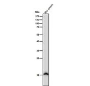 Western blot testing of rat spleen tissue lysate with the Histone H3 (acetyl K36) antibody at 1:1000 dilution for 1 hour at room temperature.