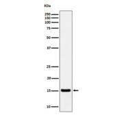 Western blot analysis of Histone H3 expression in lysate from human HeLa cells treated with Sodium butyrate, using Histone H3 (acetyl K36) antibody.