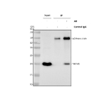 Immunoprecipitating THEM6 in PC-3 whole cell lysate. Western blot analysis of THEM6 using anti-THEM6 antibody. Lane 1: PC-3 whole cell lysates (30ug), Lane 2: Rabbit control IgG instead of anti-THEM6 antibody in PC-3 whole cell lysate, Lane 3: anti-THEM6 antibody (2ug) + PC-3 whole cell lysate (500ug). After electrophoresis, proteins were transferred to a membrane. Then the membrane was incubated with rabbit anti-THEM6 antibody at a dilution of 0.5 ug/ml and probed with a goat anti-rabbit IgG-HRP secondary antibody. The signal is developed using ECL Plus Western Blotting Substrate. A distinct band is detected at approximately 20 kDa, slightly below the predicted molecular weight of 24 kDa for full-length THEM6. The faster migration is consistent with literature reports indicating that THEM6 undergoes N-terminal signal-peptide cleavage and contains hydrophobic ER-targeting sequences that reduce SDS binding, producing an apparent size around 19-21 kDa on SDS-PAGE.