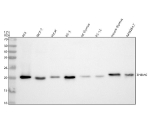 Western blot analysis of THEM6 using anti-THEM6 antibody. Electrophoresis was performed on a 12% SDS-PAGE gel at 80V (Stacking gel) / 120V (Resolving gel) for 2 hours. Lane 1: human RT4 whole cell lysates, Lane 2: human MCF-7 whole cell lysates, Lane 3: human Hacat whole cell lysates, Lane 4: human PC-3 whole cell lysates, Lane 5: rat thymus tissue lysates, Lane 6: rat PC-12 whole cell lysates, Lane 7: mouse thymus tissue lysates, Lane 8: mouse RAW264.7 whole cell lysates. After electrophoresis, proteins were transferred to a nitrocellulose membrane at 150 mA for 50-90 minutes. Blocked the membrane with 5% non-fat milk/TBS for 1.5 hour at RT. The membrane was incubated with rabbit anti-THEM6 antibody at 0.5 ug/ml overnight at 4oC, then washed with TBS-0.1%Tween 3 times with 5 minutes each and probed with a goat anti-rabbit IgG-HRP secondary antibody at a dilution of 1:5000 for 1.5 hour at RT. The signal was developed using an ECL Plus Western Blotting Substrate. A distinct band is detected at approximately 20 kDa, slightly below the predicted molecular weight of 24 kDa for full-length THEM6. The faster migration is consistent with literature reports indicating that THEM6 undergoes N-terminal signal-peptide cleavage and contains hydrophobic ER-targeting sequences that reduce SDS binding, producing an apparent size around 19-21 kDa on SDS-PAGE.