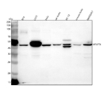 Western blot analysis of MFAP3L using anti-MFAP3L antibody. Lane 1: human RT4 whole cell lysates, Lane 2: human U251 whole cell lysates, Lane 3: human Hela whole cell lysates, Lane 4: rat testis tissue lysates, Lane 5: rat PC-12 whole cell lysates, Lane 6: mouse testis tissue lysates, Lane 7: mouse RAW264.7 whole cell lysates. After electrophoresis, proteins were transferred to a nitrocellulose membrane at 150 mA for 50-90 minutes. Blocked the membrane with 5% non-fat milk/TBS for 1.5 hour at RT. The membrane was incubated with rabbit anti-MFAP3L antibody at 0.5 ug/ml overnight at 4oC, then washed with TBS-0.1%Tween 3 times with 5 minutes each and probed with a goat anti-rabbit IgG-HRP secondary antibody at a dilution of 1:5000 for 1.5 hour at RT. The signal was developed using enhanced chemiluminescent. A specific band was detected for MFAP3L at approximately 45 kDa. The expected molecular weight of MFAP3L is ~45 kDa.